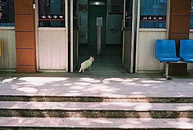 二次元塔防《加把劲魔女》宣布参加Steam新品节，并发布限时试玩版